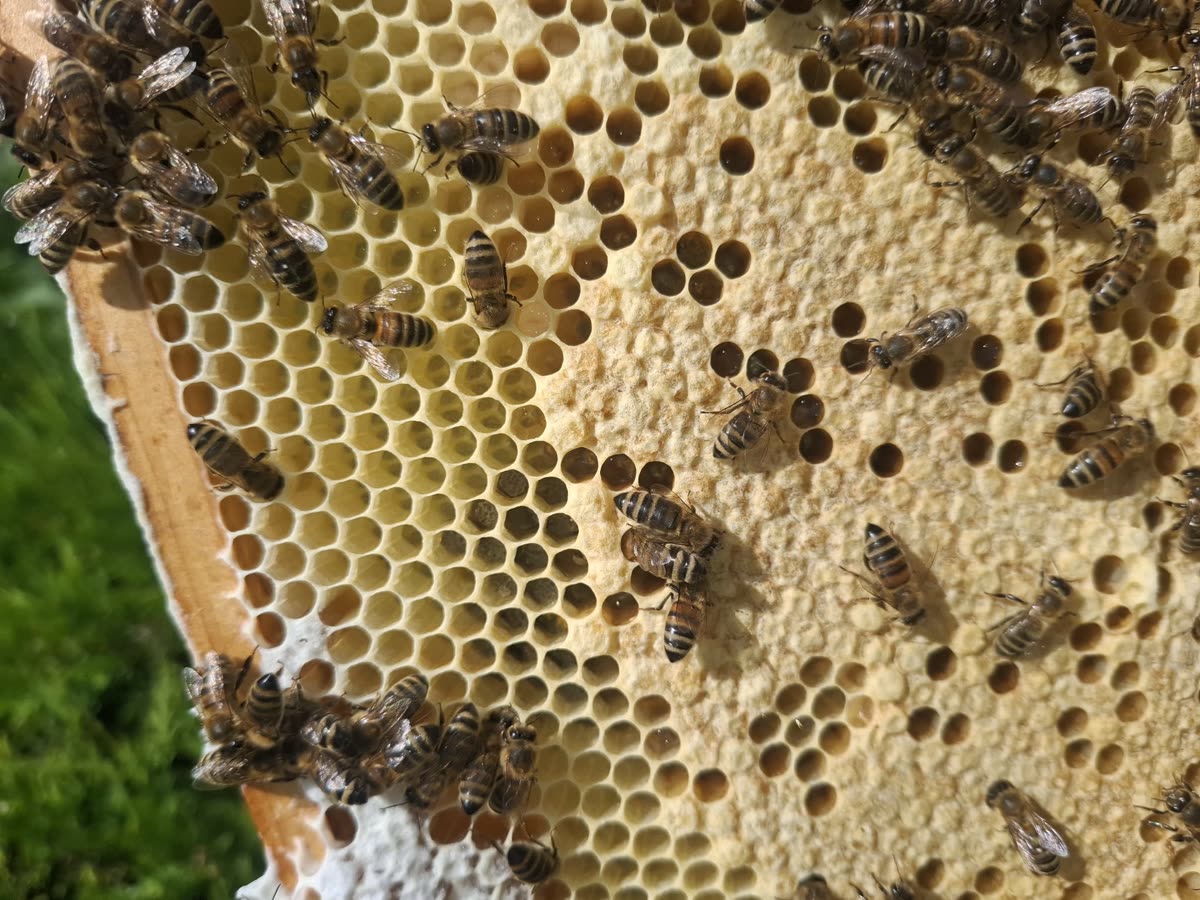 Bienen auf einer verdeckelten Honigwabe